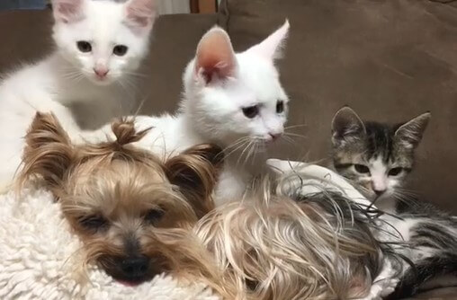 Orphaned kittens get a second chance at life