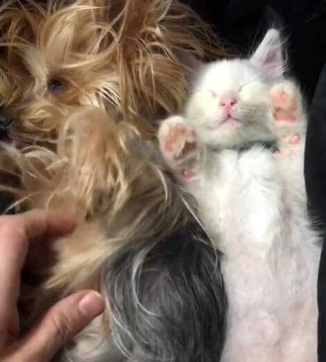 Orphaned kittens get a second chance at life