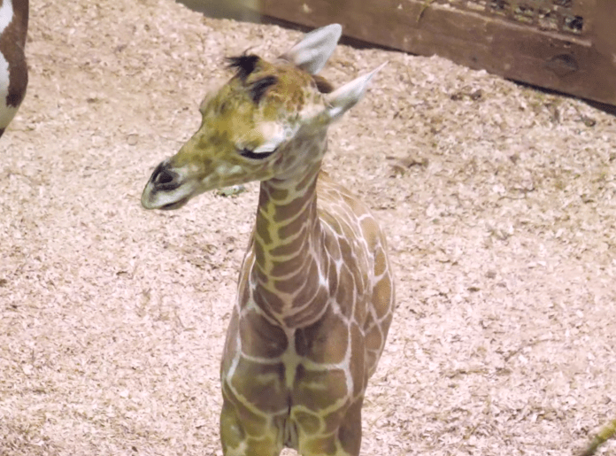 Memphis Zoo welcomes a baby giraffe