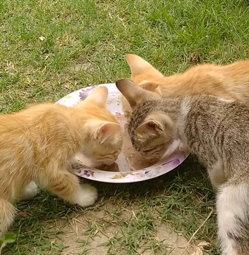 Starving kittens were rescued