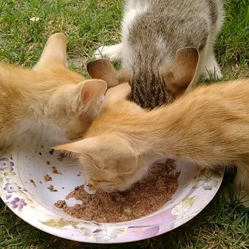 The hungry kittens cry for their mother