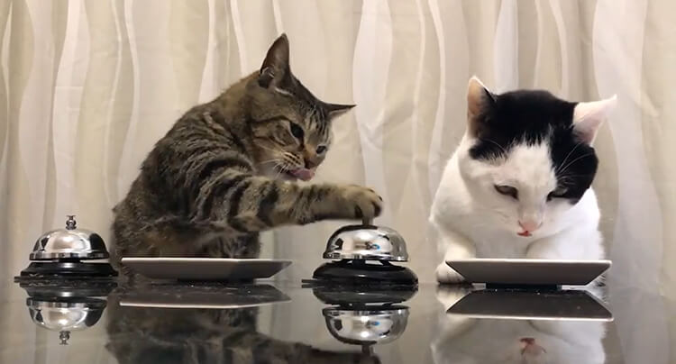 Cats are trained to serve food