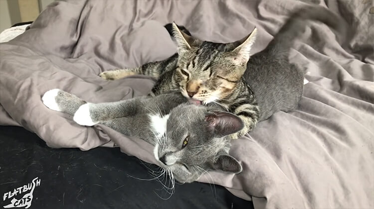 The kitten doesn't abandon his brother