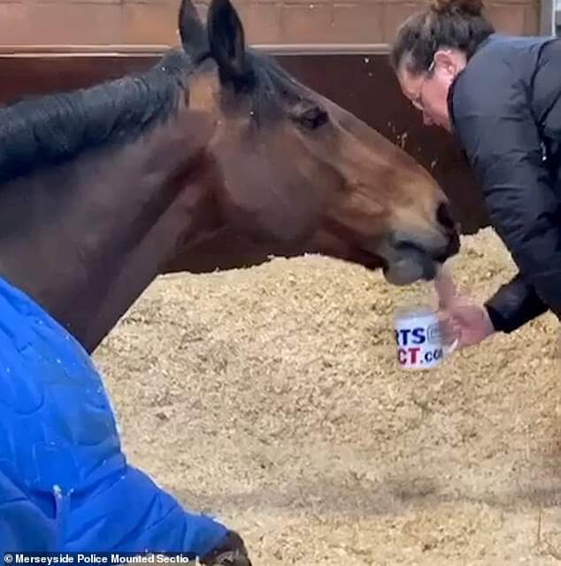 Police Horse drinks tea