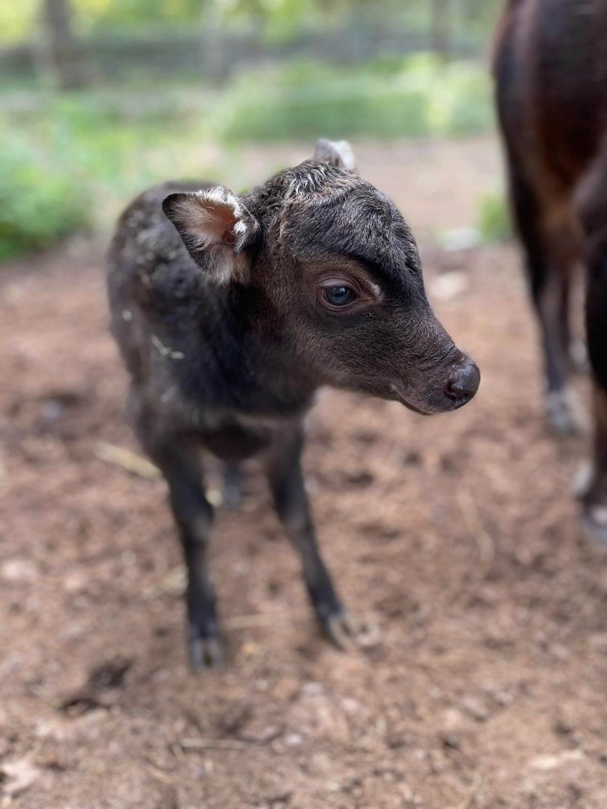 Mother Anoa Gives Birth To a Second Calf