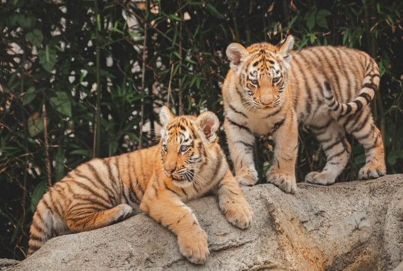 The birth of two tiger cubs Amur