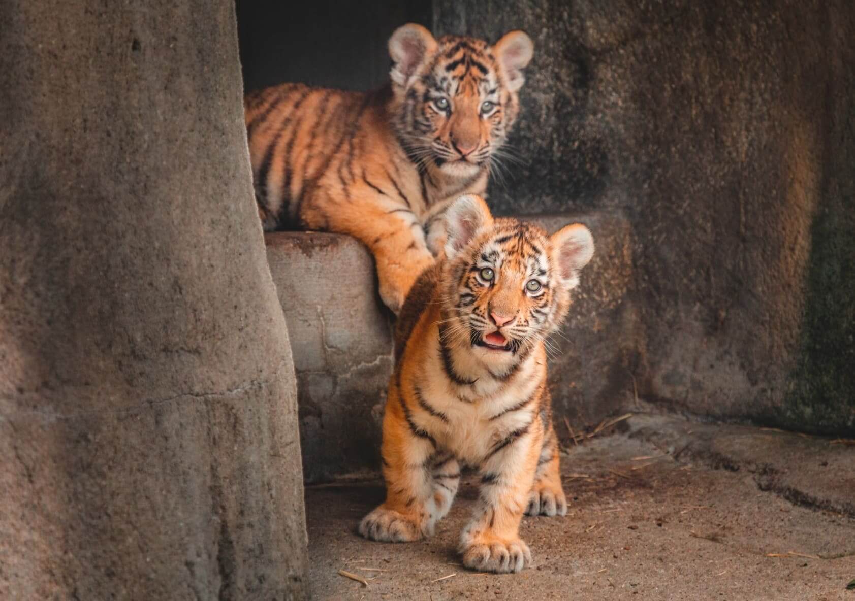 The birth of two tiger cubs Amur