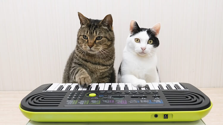 a cat duet