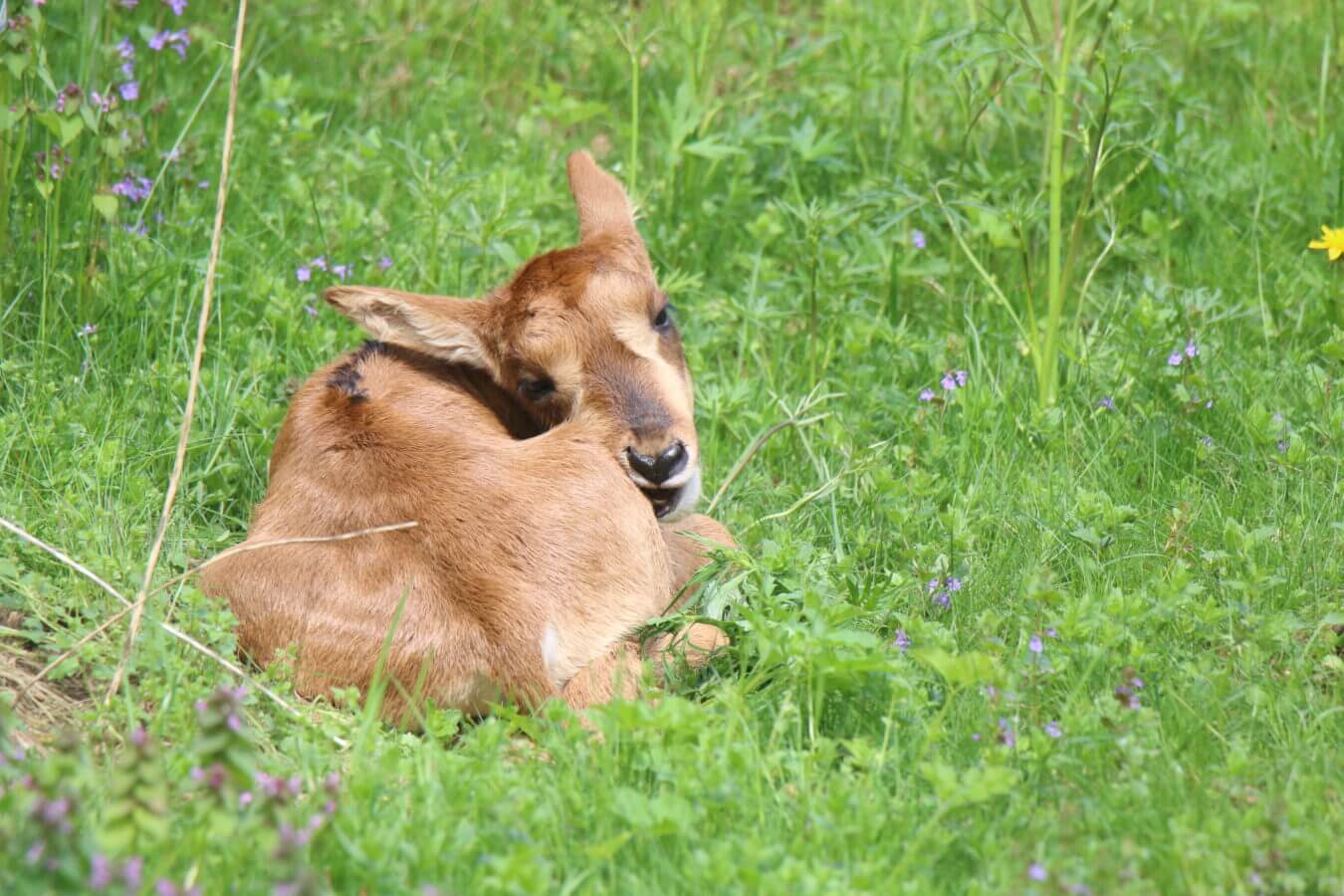a newborn mink-horned antelope