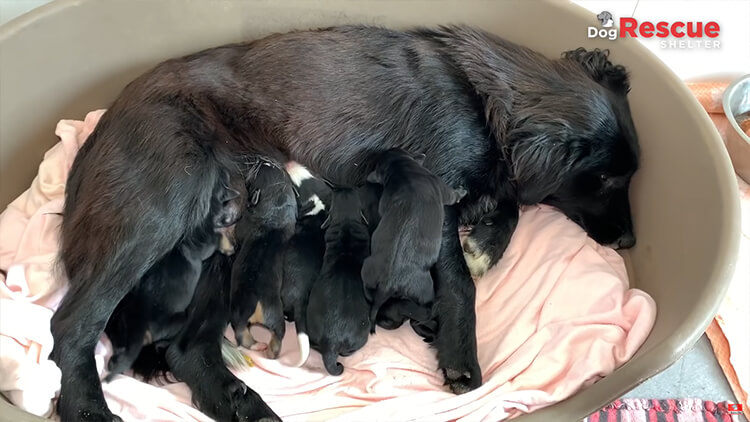 Mother dog takes care of six puppies in a box
