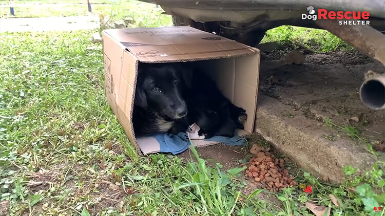 Mother dog takes care of six puppies in a box