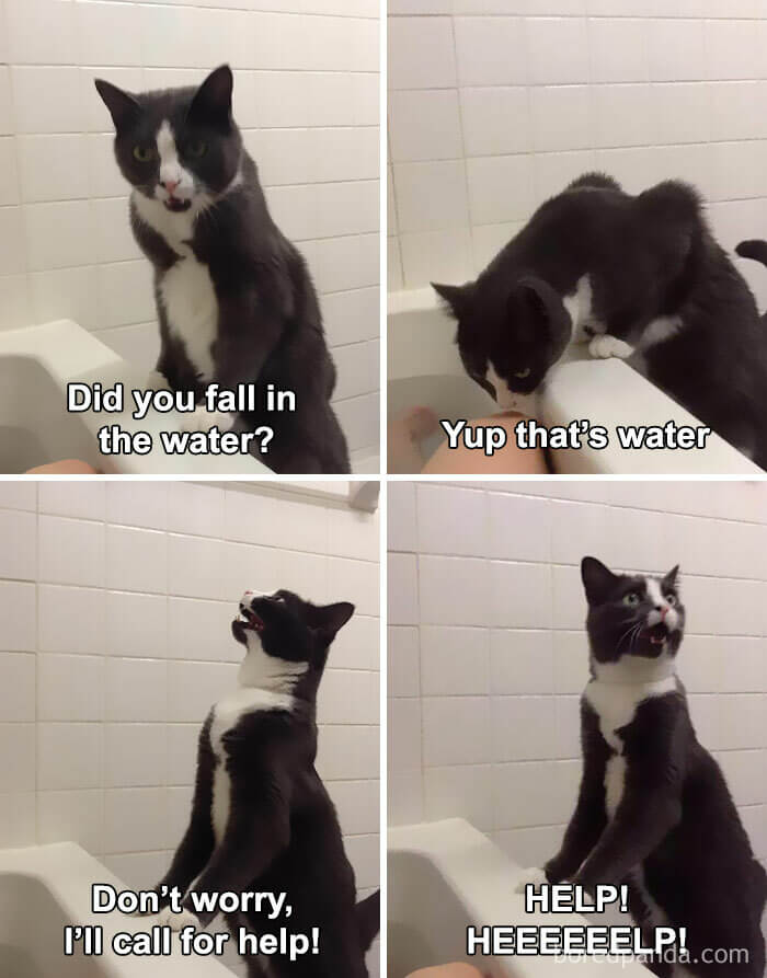 20 Funny Cat Memes You'll Laugh At Every Time