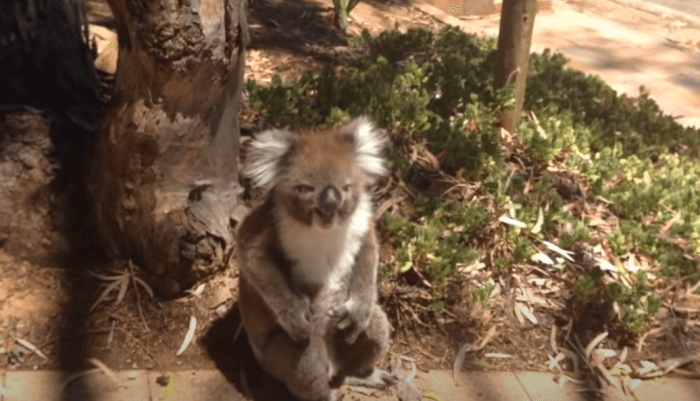 Adorable Footage After koala being kicked out of tree 