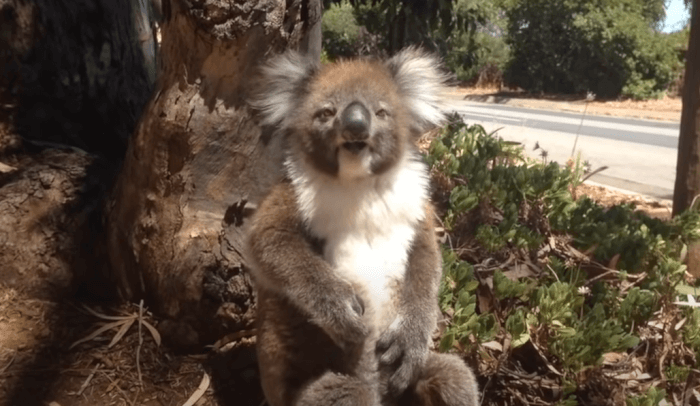 Adorable Footage After koala being kicked out of tree 
