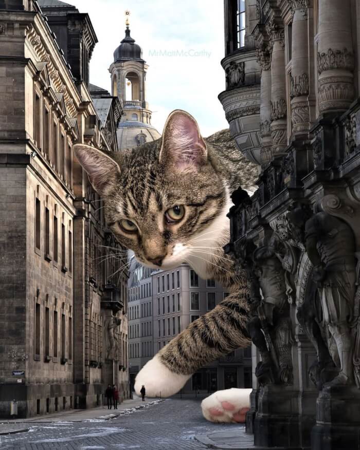 91 Surreal Photo Edits With Giant Cats By Matt McCarthy (New Pics)
