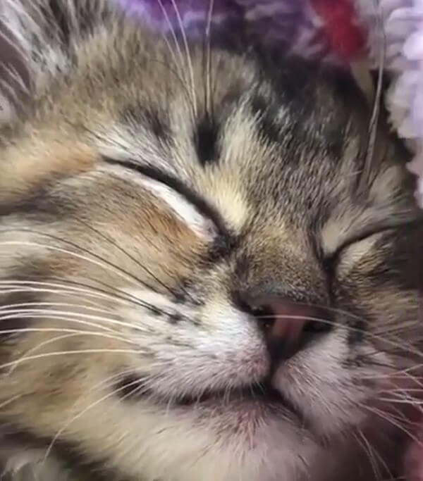 cat dreaming of warm milk