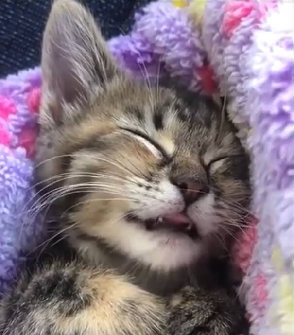 video of cat dreaming of warm milk