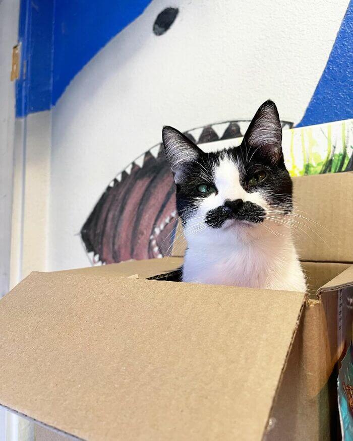 Mostaccioli The Cat Who Was Naturally Born With 'Mustache' 