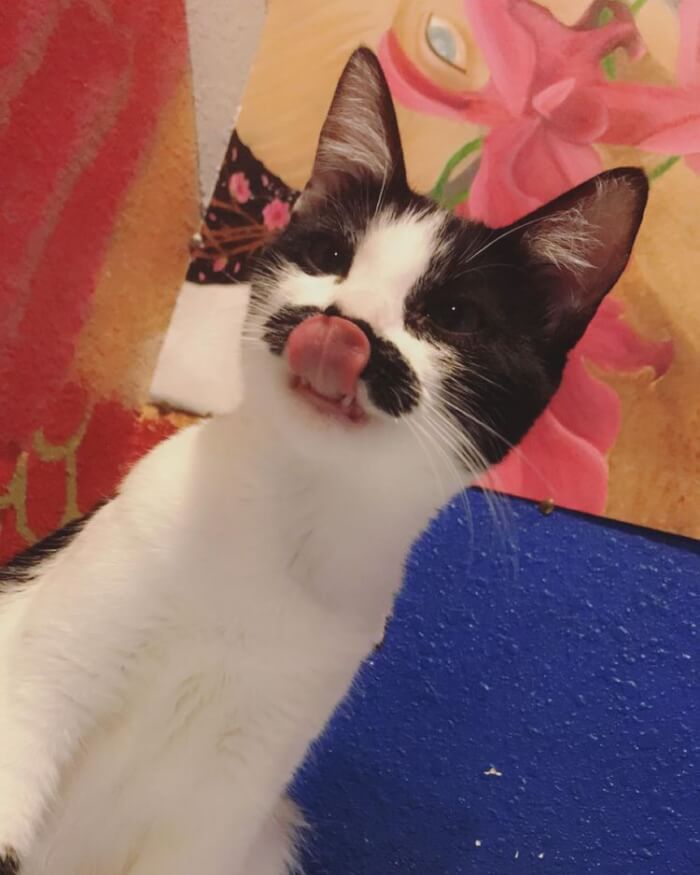 Mostaccioli The Cat Who Was Naturally Born With 'Mustache' 