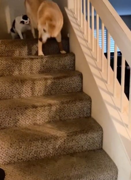 Cat Pushes Dog Down Stairs In Controversial Video