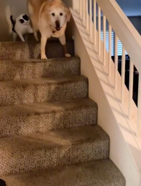 Cat Pushes Dog Down Stairs In Controversial Video