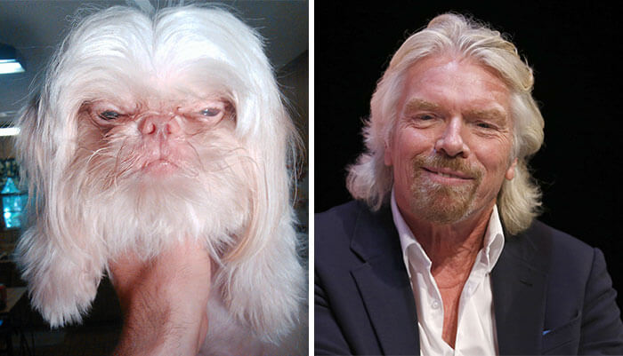 This Dog Looks Like Richard Branson