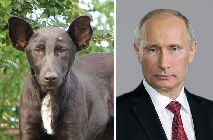 This Dog Looks Like Putin