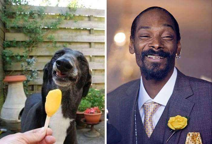 Snoop Dogg Is Identical To This Dog