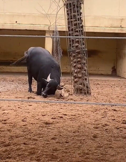 buffalo saves stuck tortoise