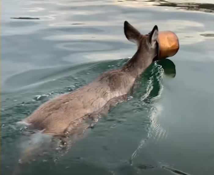 Man Embraces Cold Water To Save Disoriented Deer With Bucket Stuck On Its Head