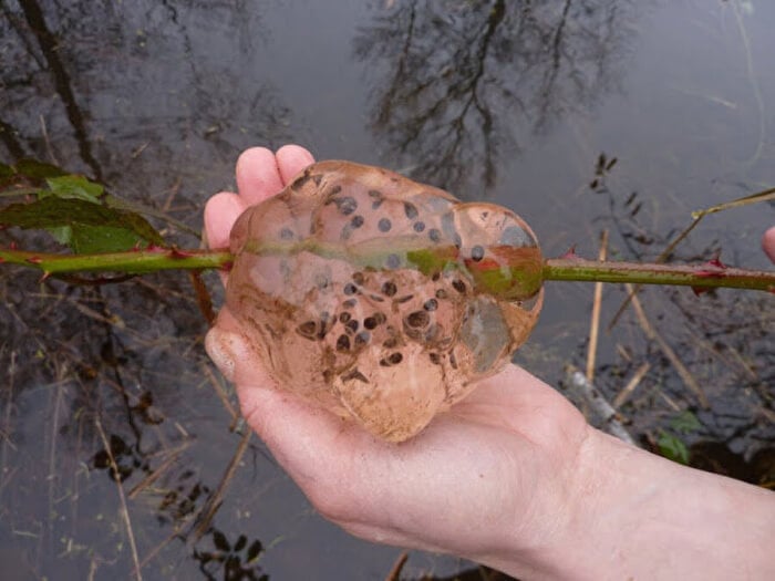 Oakville Blobs – The Mysterious ‘Rain’ 