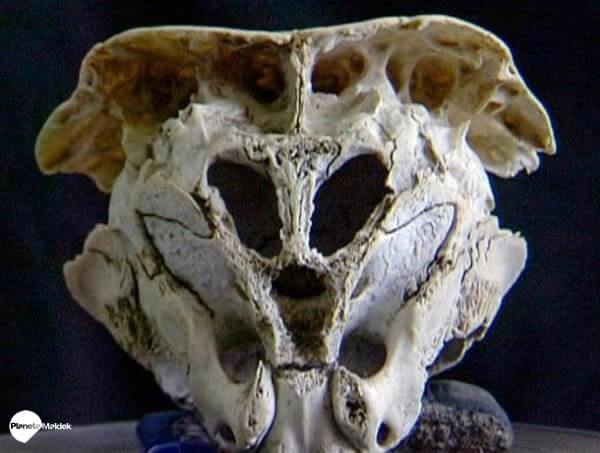 rhodope skull