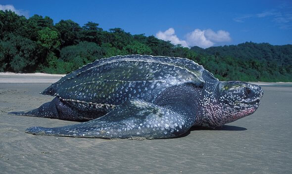 Leatherback Turtle, Biggest Turtle In The World