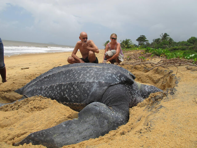 Leatherback Turtle, Biggest Turtle In The World