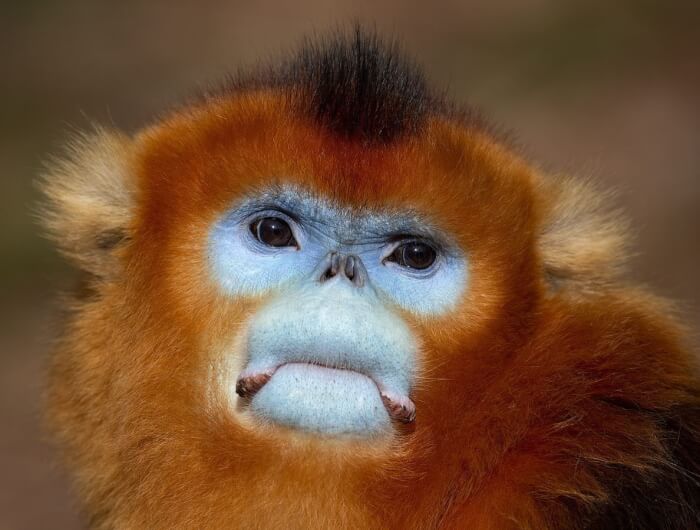 Hilarious Close-Up Portraits, Golden snub-nosed monkey