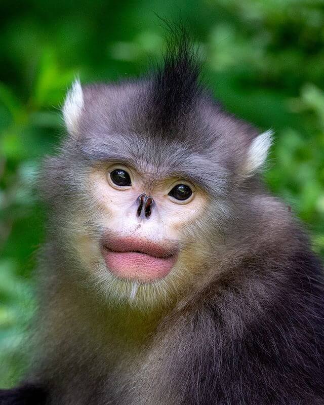 Hilarious Close-Up Portraits, Female black-and-white snub-nosed monkey