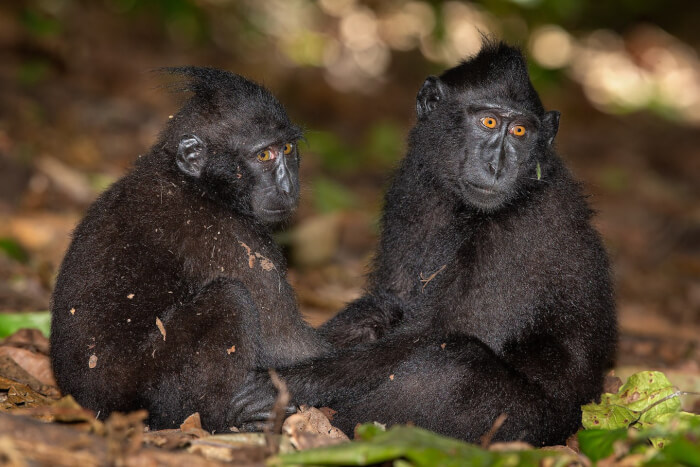 Hilarious Close-Up Portraits, Two black crested macaque playmates