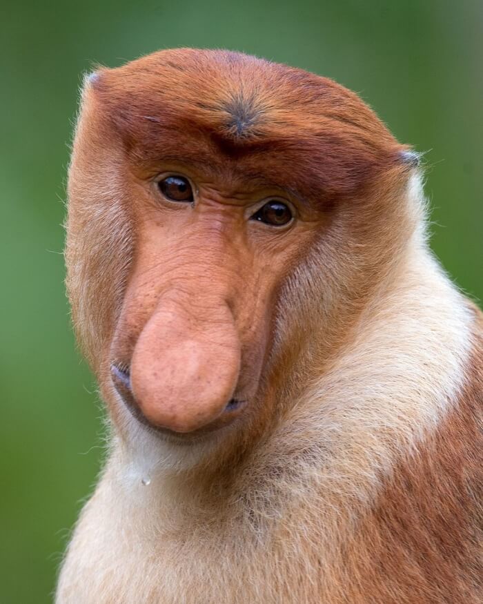 Hilarious Close-Up Portraits, Mellow male proboscis monkey