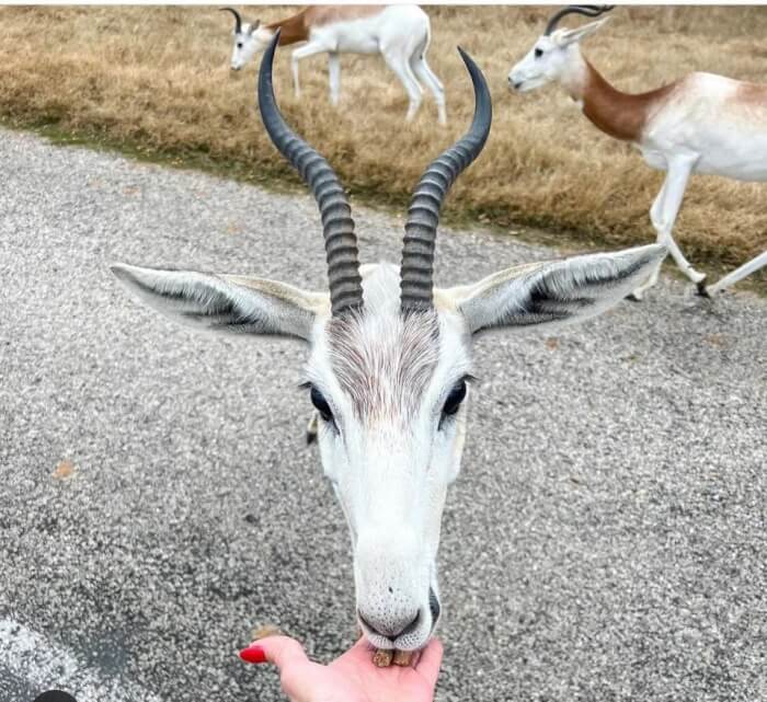 My friend feeding an antelope