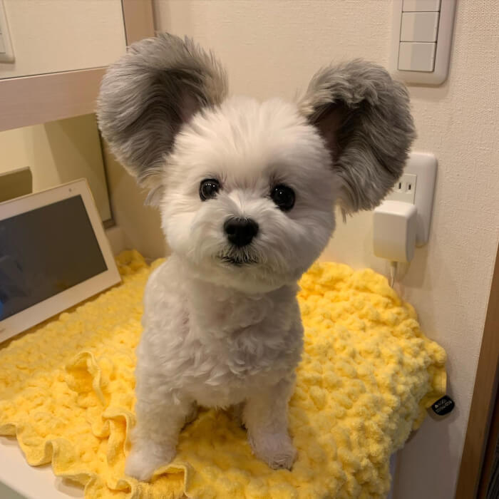 Adorable Dog With Fluffy Ears posted on marupgoma