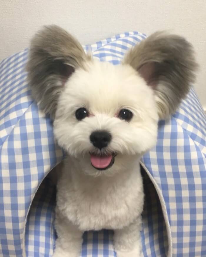 Adorable Dog With Fluffy Ears Looks Like Mickey Mouse, Stealing Hearts Of People Online