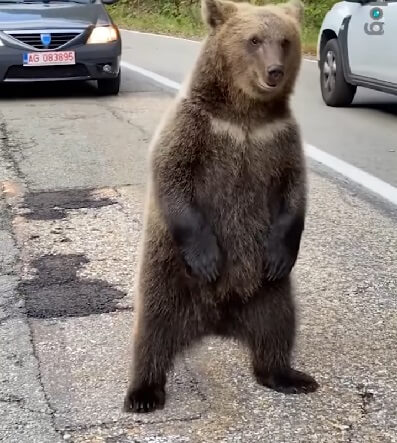 Bear Stands Up To Drivers On Roadway, Looks Like Human In Bear Costume