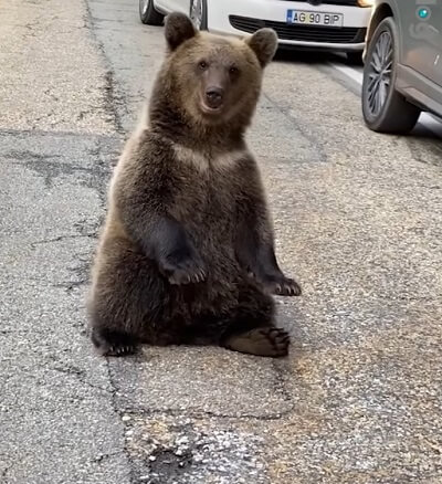 Bear Stands Up To Drivers On Roadway, Looks Like Human In Bear Costume