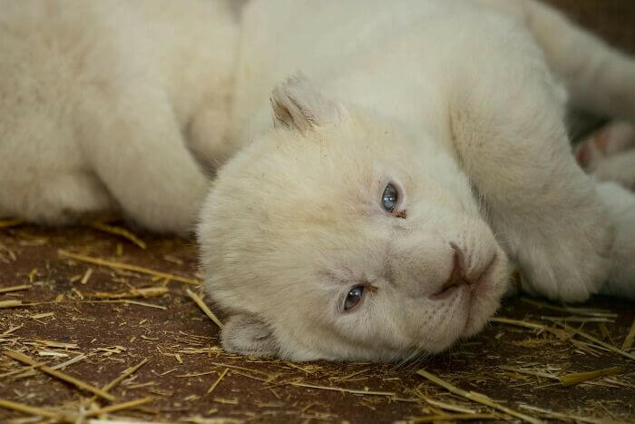 Rare White Lion Cubs