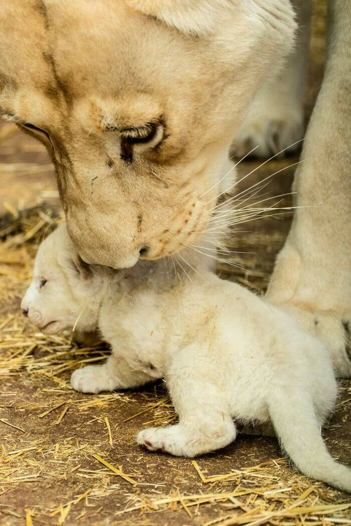 Rare White Lion Cubs