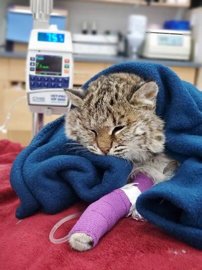 Shelter Cat, Wild Baby Bobcat’s Life