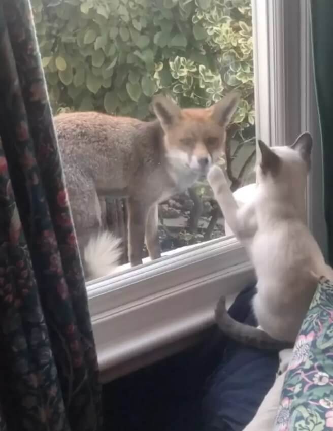 Wild Fox Makes Friends With Little Kitten