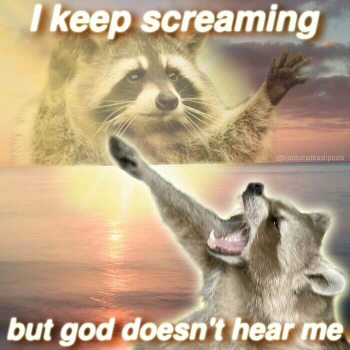 30 Of The Best Trash Panda Memes To Start Your Week With Positivity