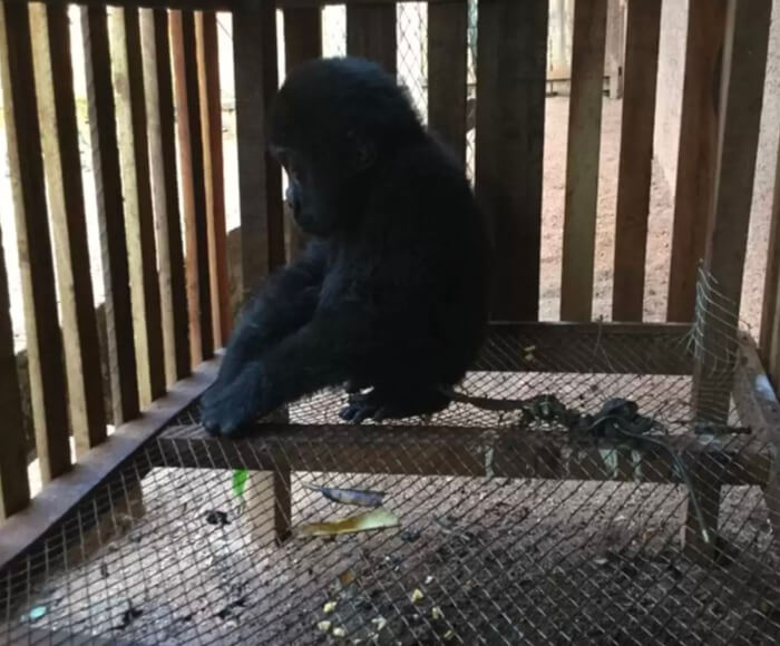 orphaned baby gorilla cuddles up with caretaker