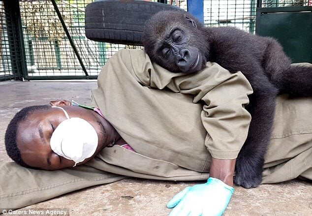 orphaned baby gorilla cuddles up with caretaker 2